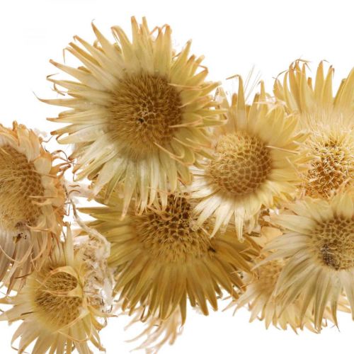 Floristik24 Cardo seco rama decorativa cardo de montaña cardo alpino 10 piezas