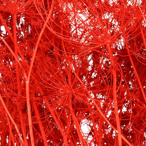 Artículo Flores secas de Umbelíferas rojas 70cm 150g