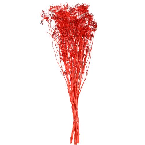 Artículo Flores secas de Umbelíferas rojas 70cm 150g
