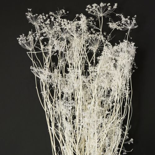 Umbelíferas flores secas blancas 70-80cm 150g