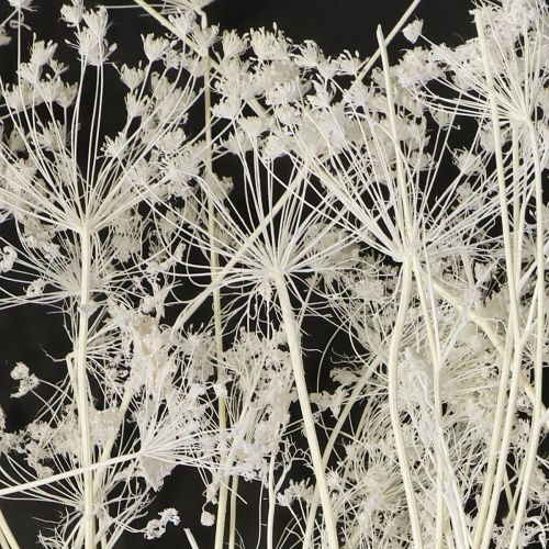 Artículo Umbelíferas flores secas blancas 70-80cm 150g