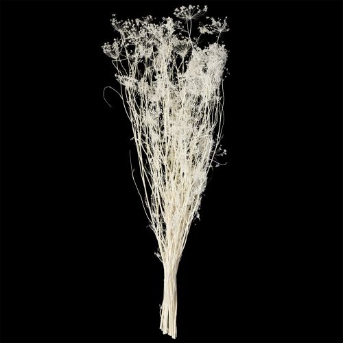 Artículo Umbelíferas flores secas blancas 70-80cm 150g