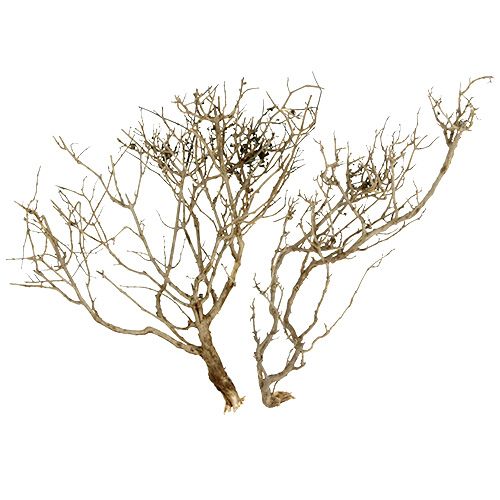 Floristik24 Arbol Seco Naturaleza 500gr