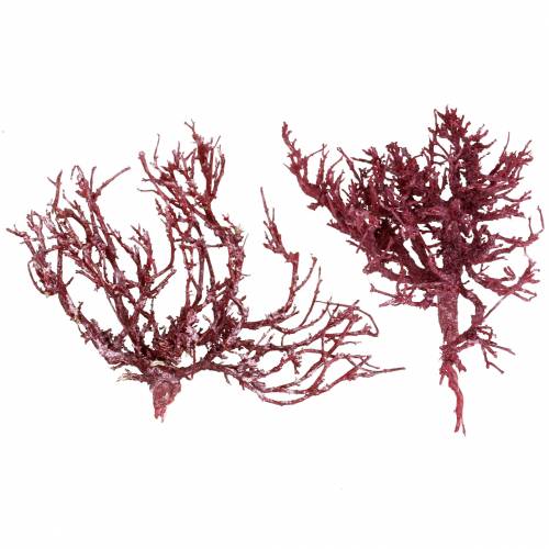 Floristik24 Dekoast rama de coral rojo blanco lavado 500g
