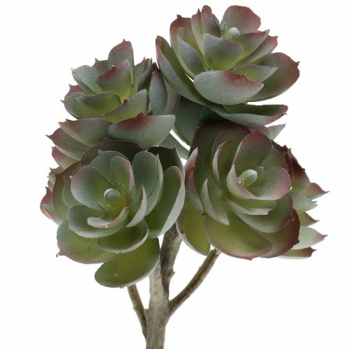 Floristik24 Echeveria suculenta verde oscuro 21cm 3pcs