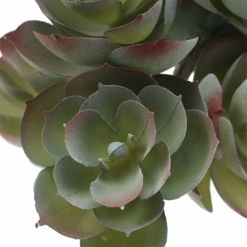 Floristik24 Echeveria suculenta verde oscuro 21cm 3pcs