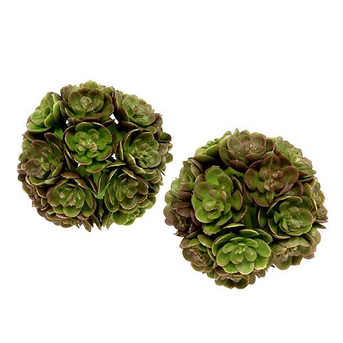 Floristik24 Echeveriaball 5cm Verde 4pcs