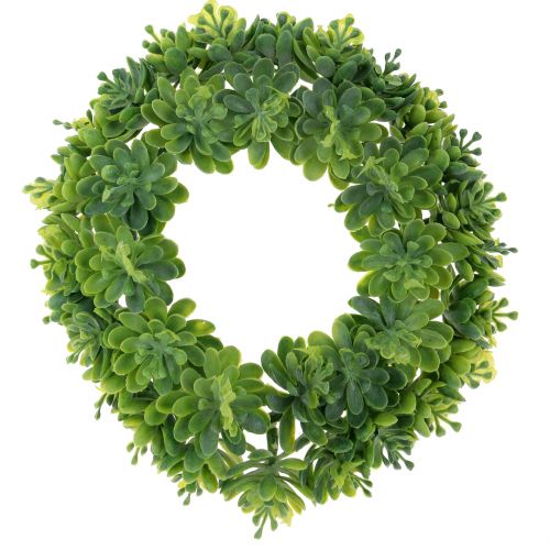 Floristik24 Echeveria corona verde Ø18cm 4pcs