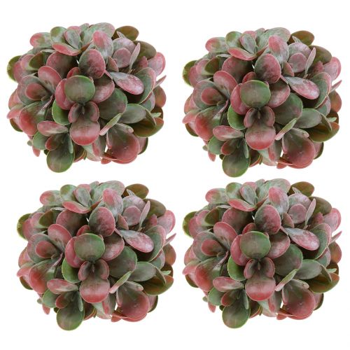 Floristik24 Bolas Echeveria verde, rojo Ø14cm 4ud