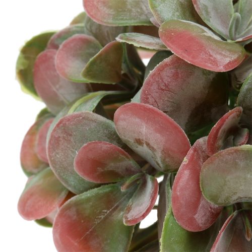 Floristik24 Bolas Echeveria verde, rojo Ø14cm 4ud