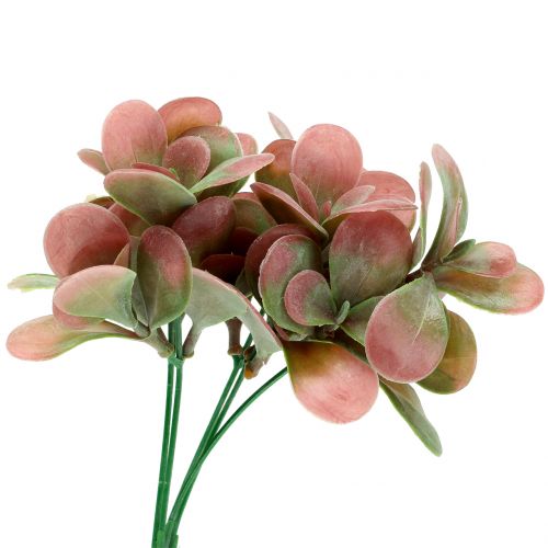 Floristik24 Echeveria rama verde ciruela 24cm 6uds