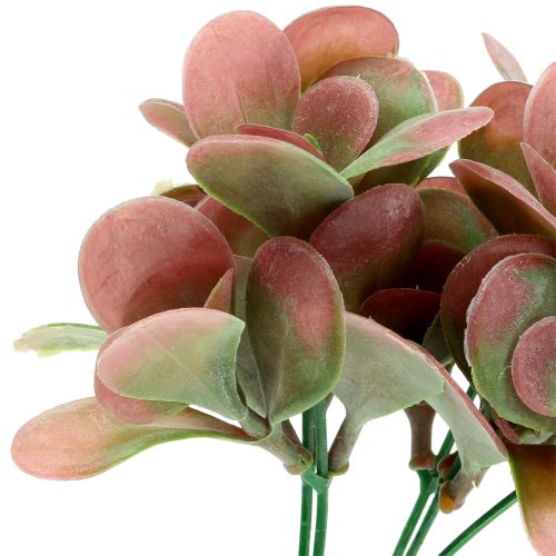 Artículo Echeveria rama verde ciruela 24cm 6uds