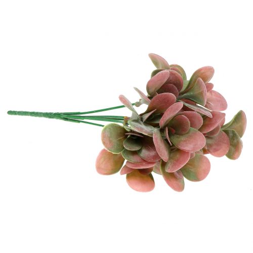 Floristik24 Echeveria rama verde ciruela 24cm 6uds