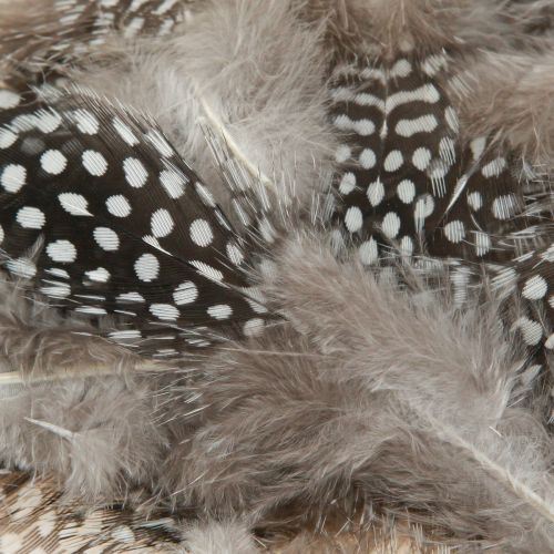Floristik24 Plumas reales de gallina de Guinea plumas decorativas naturales 4-12cm 100 piezas