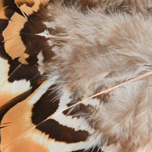 Artículo Plumas de pájaro reales plumas decorativas a rayas 3-4cm 60 piezas