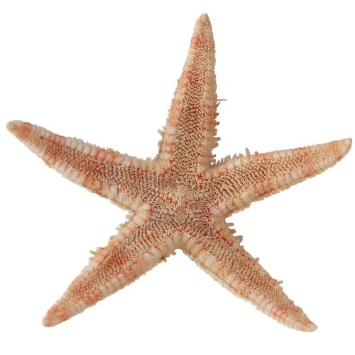Artículo Decoración de mesa marítima con estrellas de mar jóvenes reales de 3,5-5 cm, 100 piezas