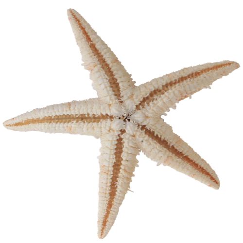 Floristik24 Estrellas de mar jóvenes reales, decoración de mesa marítima, 3-4 cm, 100 piezas