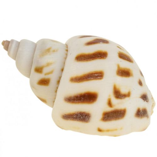 Conchas reales decoración de conchas de caracol, concha de nácar Capiz 400g