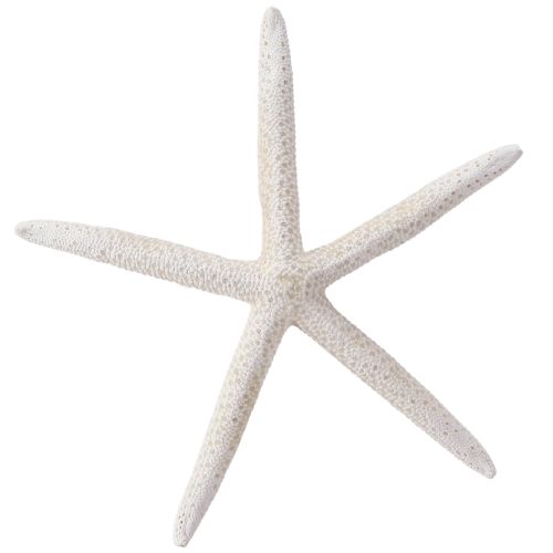 Floristik24 Estrella de mar auténtica decoración natural marítima Ø16–20cm 10 uds