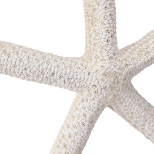 Artículo Estrella de mar auténtica decoración natural marítima Ø16–20cm 10 uds