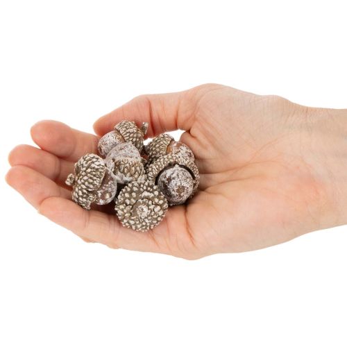 Bellotas, producto natural para decoración, blanqueadas, 1-3 cm, 300 g | Floristik24.es