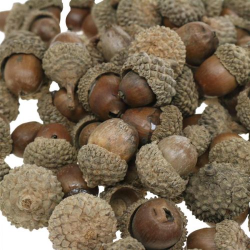 Artículo Bellotas para decorar, adornos otoñales, frutos de otoño por supuesto Ø1,5 - 2,5cm L1,5 - 3cm 300g
