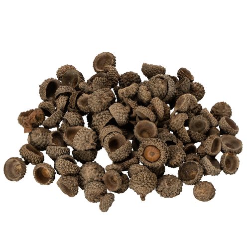 Cáscaras de bellota naturales, cuencos decorativos para otoño y Adviento, 2 cm, 300 g comprar | Floristik24.es