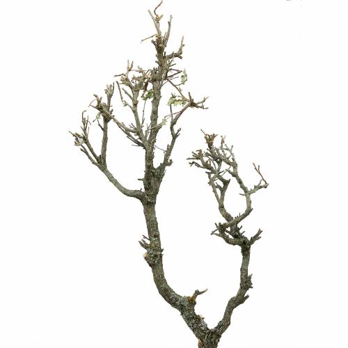 Floristik24 Bonsai de roble decorativo natural
