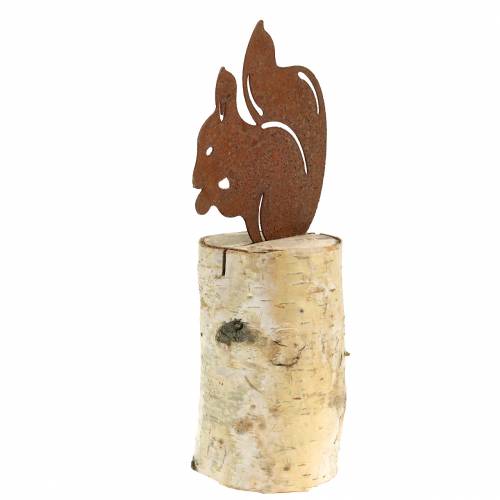 Floristik24 Pátina de ardilla en el tronco H22cm