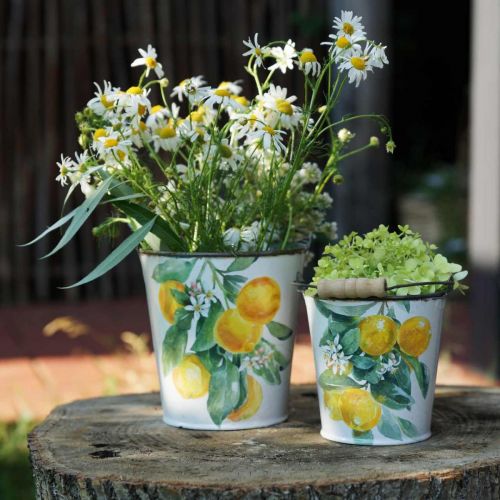 Floristik24 Cubo decorativo limones Jardinera mediterránea Ø13,5/11/9cm H14/11,5/cm juego de 3