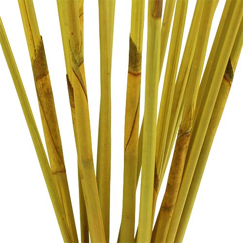 Floristik24 Palos decorativos, Elephant Reed Amarillo 20 piezas