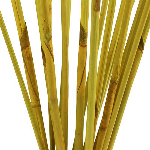 Artículo Varillas de decoración, Elephant Reed Yellow 20pcs