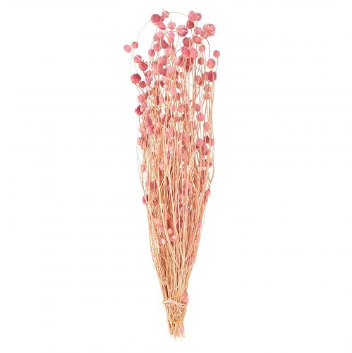 Artículo Cardo fresa decoración rosa viejo flores secas rosa 50cm 100g