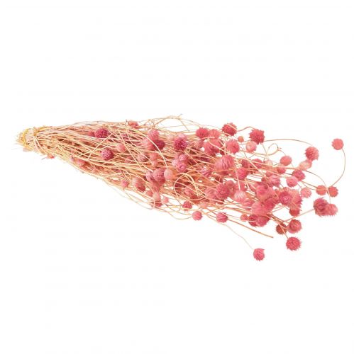 Artículo Cardo fresa decoración rosa viejo flores secas rosa 50cm 100g