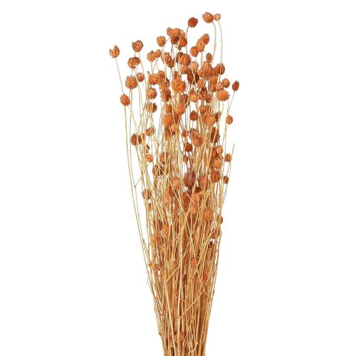 Cardo fresa flores secas cardo decoración terracota 68cm 85g