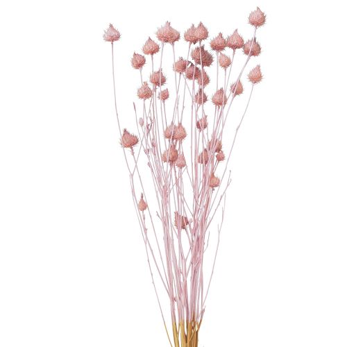 Artículo Cardo fresa cardo seco decoración de cardo rosa claro 58cm 65g