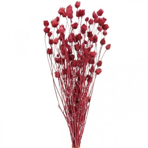 Flores Secas Cardo Seco Rojo Cardo Fresa Coloreado 100g