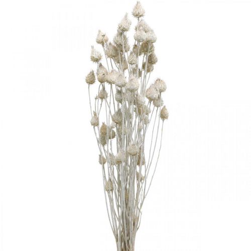 Floristik24 Flores Secas Cardo Seco Blanco Cardo Fresa Coloreado 100g