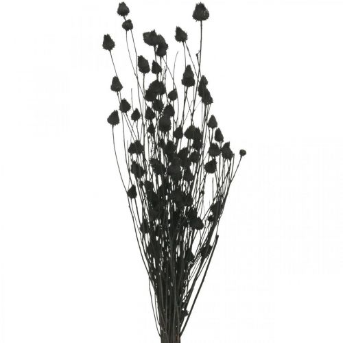Flores Secas Cardo Negro Seco Cardo Fresón 100g