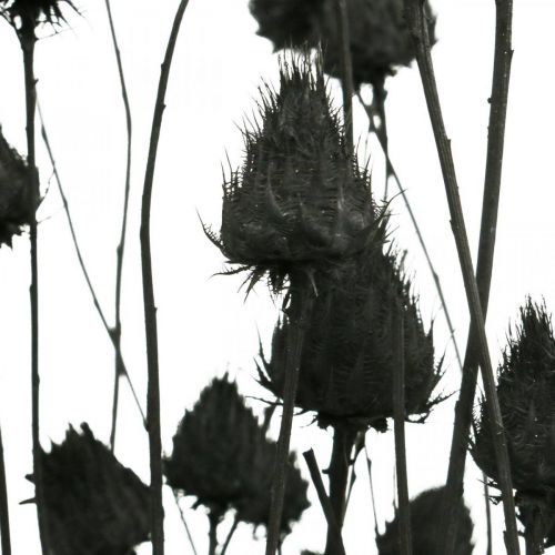 Artículo Flores Secas Cardo Negro Seco Cardo Fresón 100g