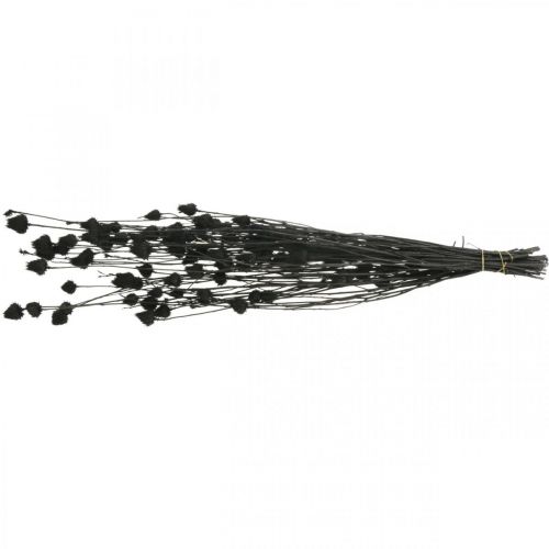 Artículo Flores Secas Cardo Negro Seco Cardo Fresón 100g