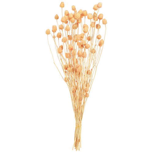 Artículo Cardos de fresa cardos de decoración secos en salmón 55cm 100g