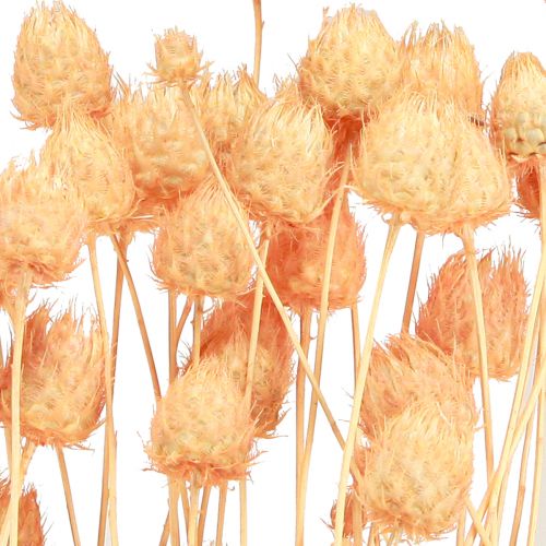 Artículo Cardos de fresa cardos de decoración secos en salmón 55cm 100g