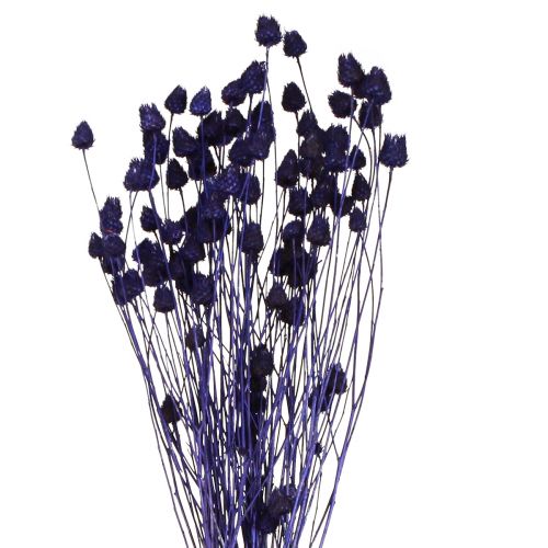 Artículo Cardos De Fresa Cardo Seco Decoración De Cardo Violeta 44-58cm 100g