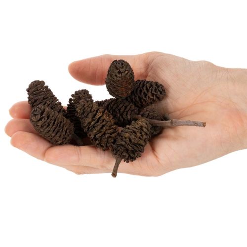 Piñas de aliso naturales, sueltas, para decoración, 3 cm, 300 g, color marrón natural. | Floristik24.es