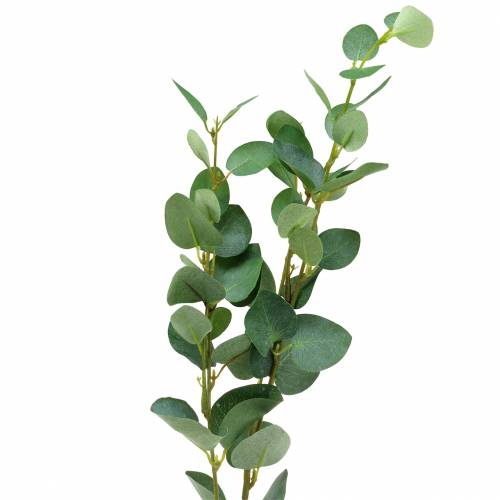 Floristik24 Rama de eucalipto 76cm