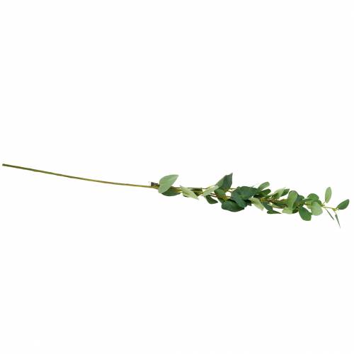 Floristik24 Rama de eucalipto 76cm