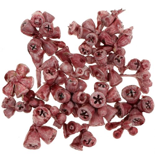 Floristik24 Eucaliptus encerado rojo 250g