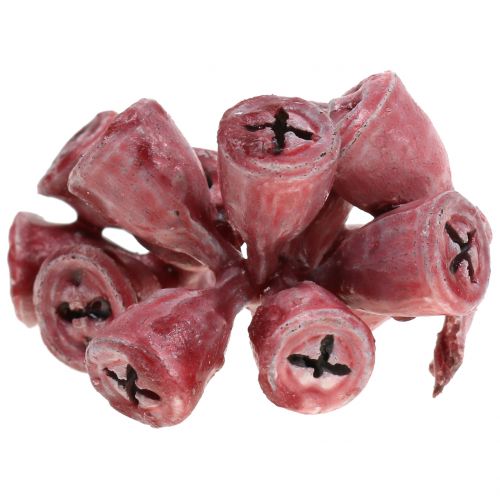 Floristik24 Eucaliptus encerado rojo 250g