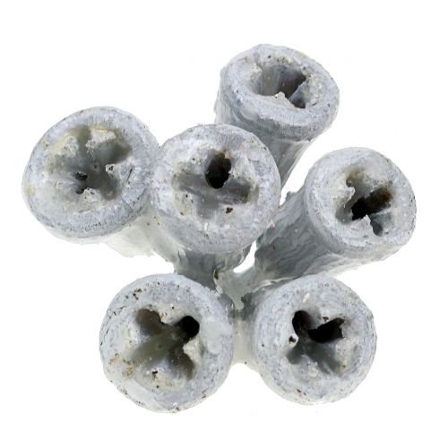 Floristik24 Eucalipto blanco encerado 250g